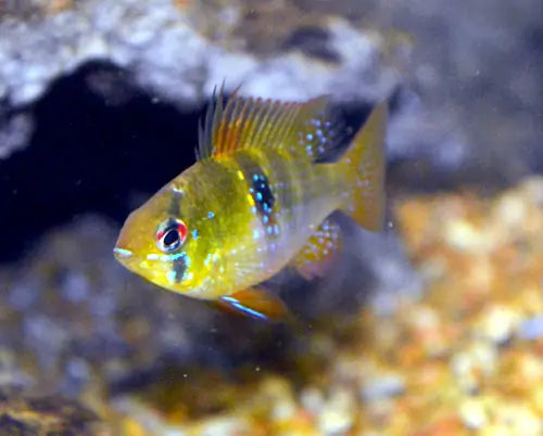 Top 10 Freshwater Fish for Planted Tanks