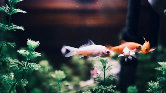 Goldfish_swimming_with_green_plants
