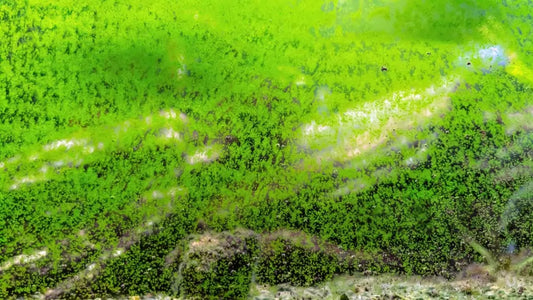 How to Clean a Fish Tank with Algae