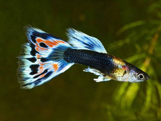 Guppy