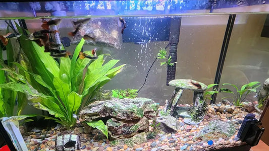 Silent Aquarium Air Pump for Bedroom: Quiet Fish Tank Guide