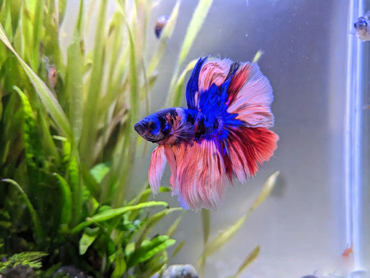 aquarium fish in the tank