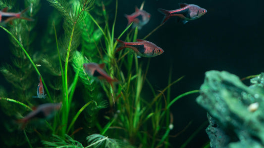 How to Reduce Algae Without Reducing Plant Growth