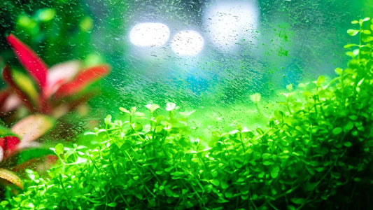 Aquarium Water Green