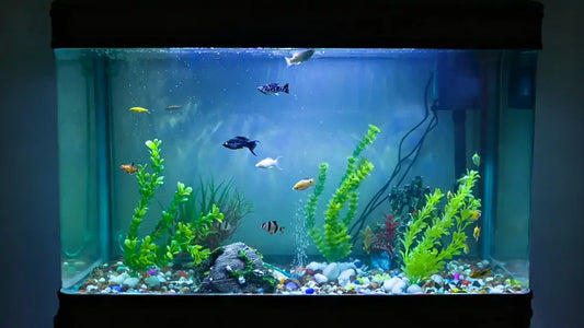 Does Aquarium Lighting Need to Change with the Seasons? A Complete Guide for Fish Tanks