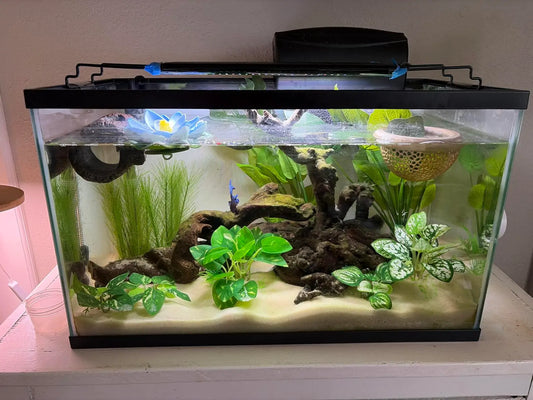 Low-Light vs High-Light Aquarium Setups: Which One Fits Your Goals?