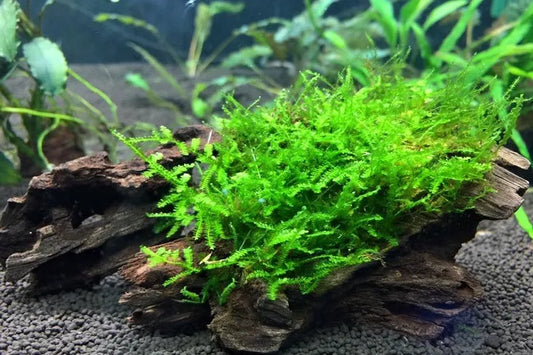 Low Light Aquarium Plants Guide: 10 Easy Plants That Thrive Without CO₂