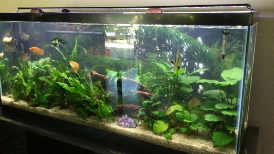 Is LED Light Enough for Aquarium Plants