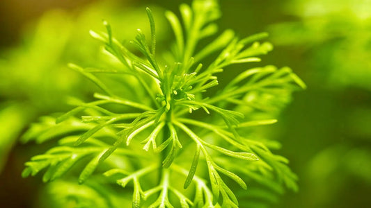 Limnophila_sessiliflora