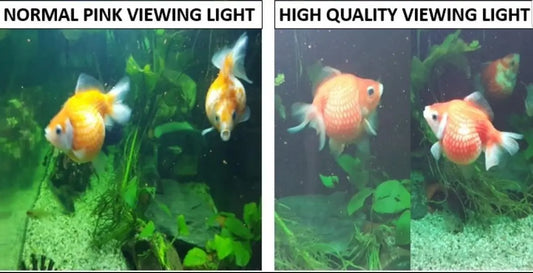 Why Are My Fish Losing Color?
