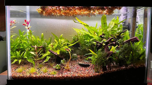 How Often to Change Aquarium Filter