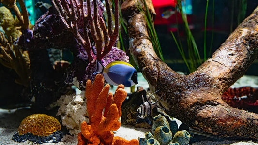 How to Raise pH in an Aquarium
