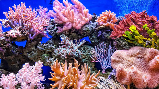 Top 10 Easiest Corals for Beginners Reef Tank