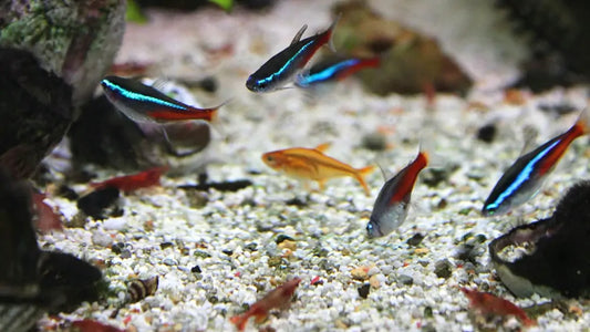 Neon Tetra Care Guide