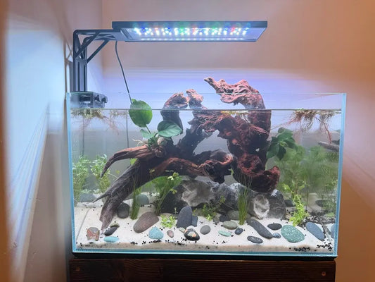 Modern planted aquarium with driftwood aquascape