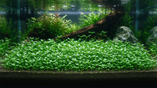 How to Grow Monte Carlo in an Aquarium: Planting and Care Guide