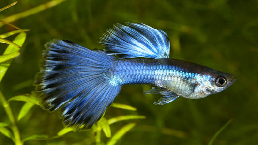 Top 10 Most Beautiful Guppy Varieties for Your Aquarium