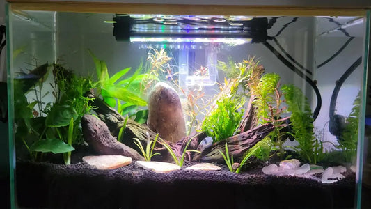 How to Cycle a Fish Tank (Complete Guide)