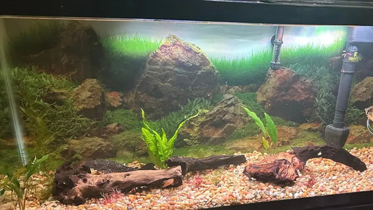 How to Increase pH in Fish Tank: A Practical Guide