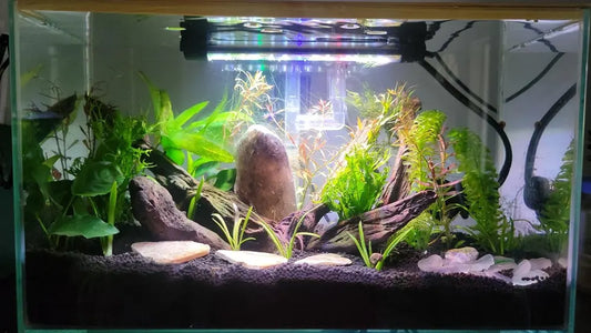 Top Aquarium Trends in 2026