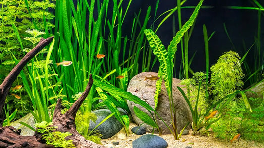 Aquarium Lighting Guide
