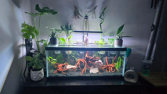 Why Does My Aquarium Temperature Fluctuate?