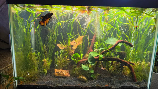 Nature style planted aquarium with red driftwood tall live aquatic plants and betta fish freshwater aquascape