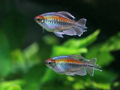 The Most Popular Freshwater Fish of 2026