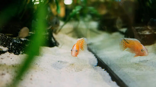 Orange cichlids swimming over white aquarium sand