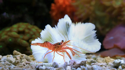 shrimp tank
