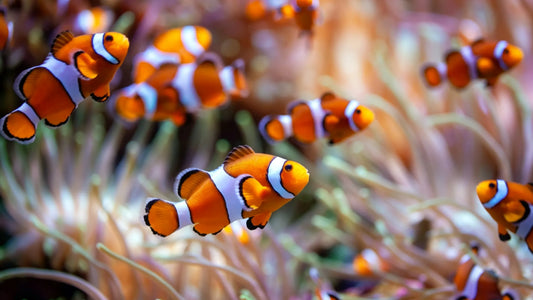 Percula Clownfish