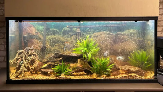Why Full Spectrum Lighting Is Transforming Planted Tanks