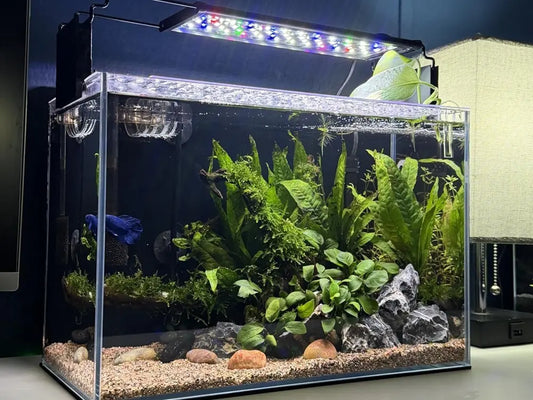 Planted aquarium with a blue betta fish among green plants