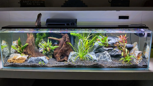 Aquarium Myths That Many Hobbyists Still Believe
