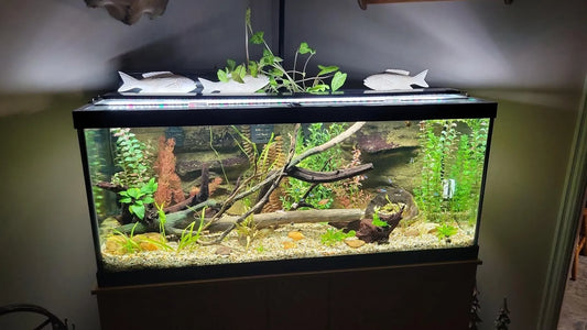 Aquarium Maintenance Tips