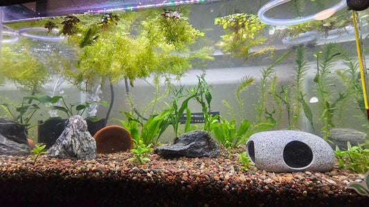 Planted_aquarium_with_floating_plants_and_fish_cave