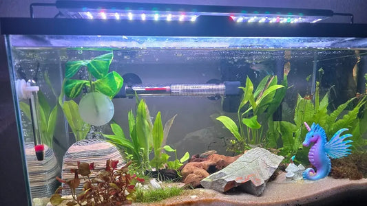 Popular_native_freshwater_ornamental_fish_tank