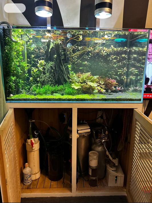 Large planted aquarium with full aquascape and equipment cabinet housing filters, CO2 system, and maintenance supplies