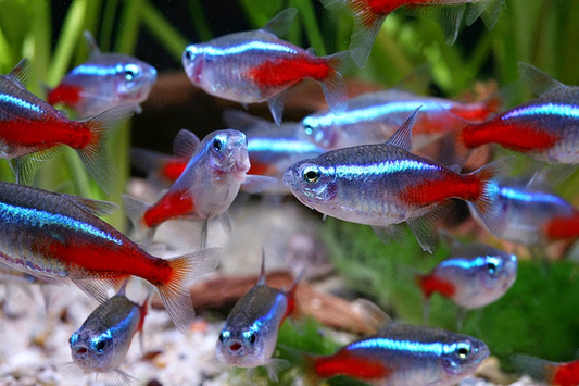 Neon Tetra Care Guide