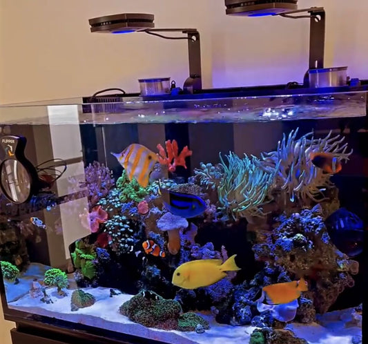 What Is a Marine Aquarium Light?