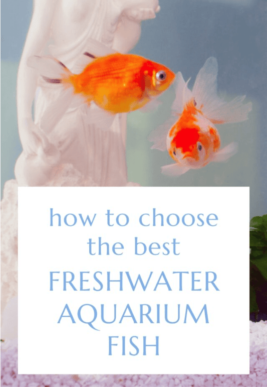 `How to choose the best freshwater aquarium fish blog post cover, featuring orange goldfish swimming in a decorated tank`