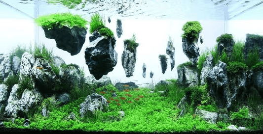 Aquascaping Wonders: Crafting Underwater Beauty