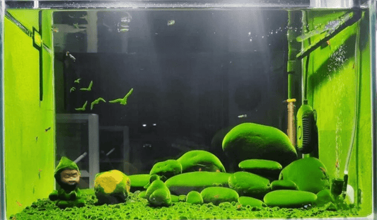 Planted aquarium with moss-covered rocks, green algae walls, and a meditating gnome figurine, creating a serene natural aquascape