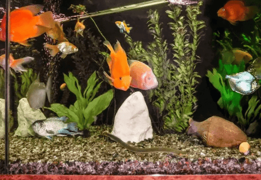 Tips for Fishkeeping: How Often Should You Feed Your Fish?