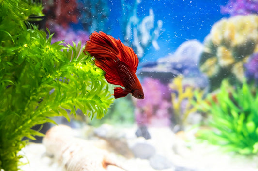Betta Fish Tank Setup Guide: Essential Equipment Every Beginner Needs