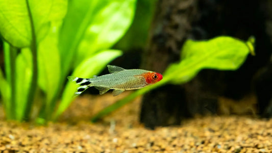 Best Fish for Community Tanks: 10 Peaceful Freshwater Species