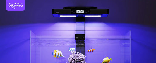 Freshwater vs Saltwater Aquarium Light: Key Differences