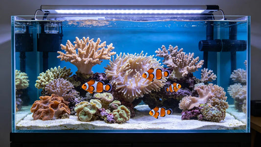 Saltwater coral tank ideal for beginners