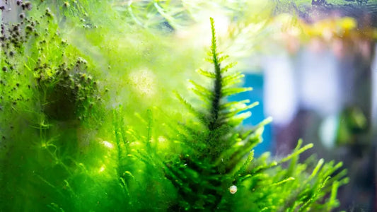 Why Does My Fish Tank Get Algae So Fast