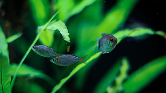 Low-Light vs High-Light Freshwater Plants